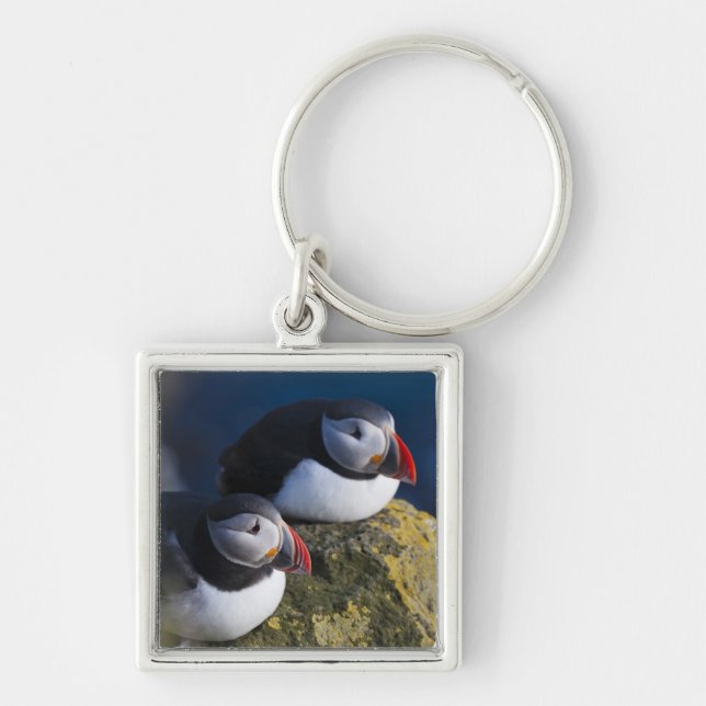 Atlantic Puffin (Fratercula arctica) 7 Key Ring (Front)