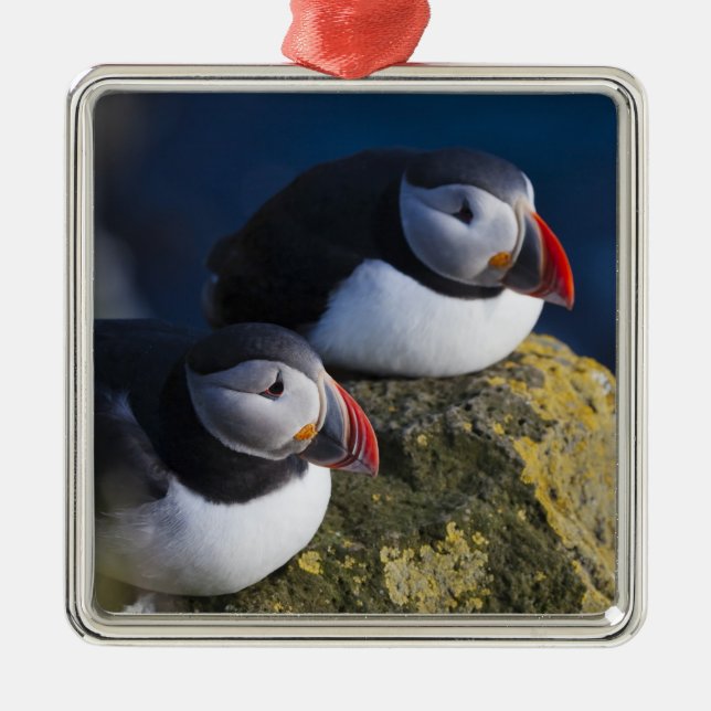 Atlantic Puffin (Fratercula arctica) 7 Metal Ornament (Front)