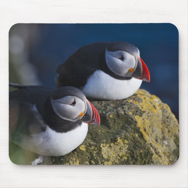 Atlantic Puffin (Fratercula arctica) 7 Mouse Pad (Front)