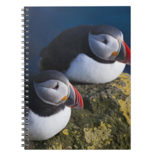 Atlantic Puffin (Fratercula arctica) 7 Notebook
