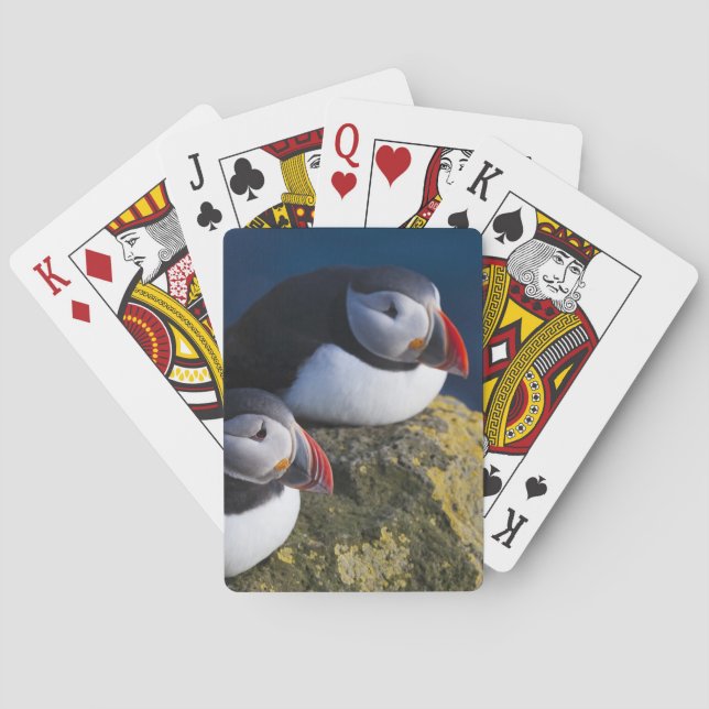 Atlantic Puffin (Fratercula arctica) 7 Playing Cards (Back)