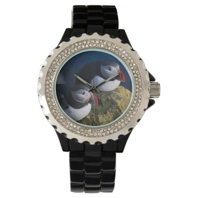 Atlantic Puffin (Fratercula arctica) 7 Watch (Front)