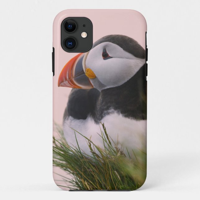 Atlantic Puffin (Fratercula arctica) Case-Mate iPhone Case (Back)