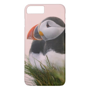 Atlantic Puffin (Fratercula arctica) iPhone 8 Plus/7 Plus Case