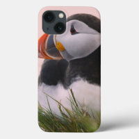 Atlantic Puffin (Fratercula arctica)