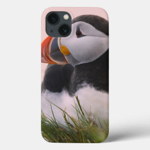 Atlantic Puffin (Fratercula arctica) iPhone 13 Case