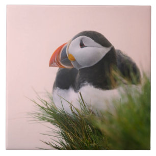 Atlantic Puffin (Fratercula arctica) Ceramic Tile