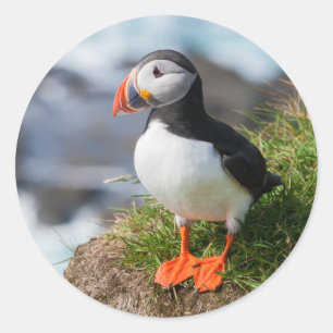 Atlantic Puffin Fratercula Arctica Classic Round Sticker