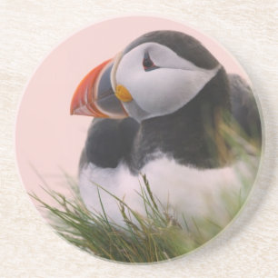 Atlantic Puffin (Fratercula arctica) Coaster