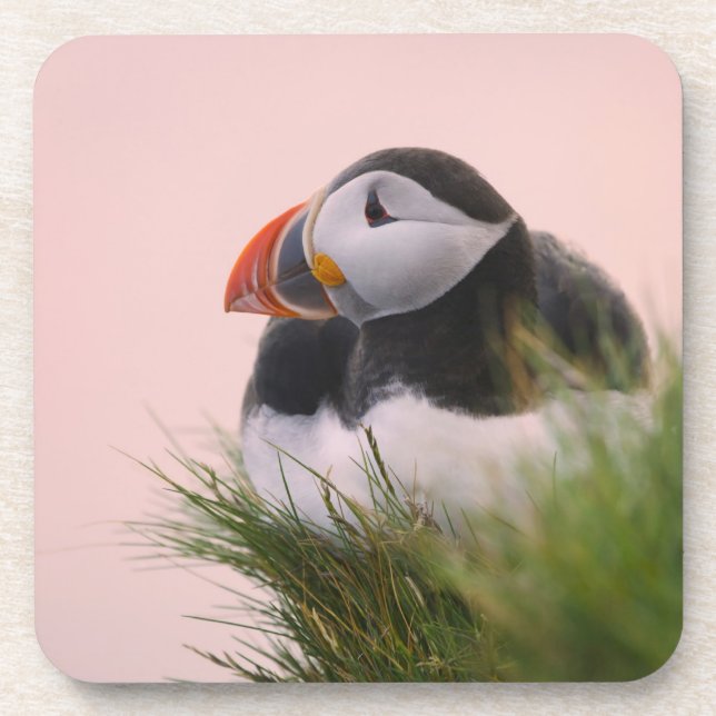 Atlantic Puffin (Fratercula arctica) Coaster (Front)