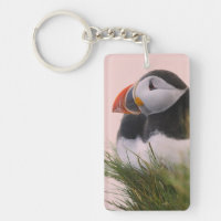 Atlantic Puffin (Fratercula arctica)
