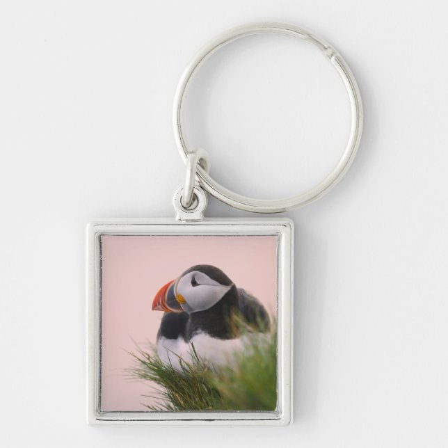Atlantic Puffin (Fratercula arctica) Key Ring (Front)