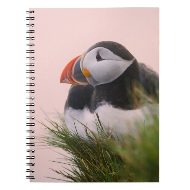Atlantic Puffin (Fratercula arctica) Notebook (Front)