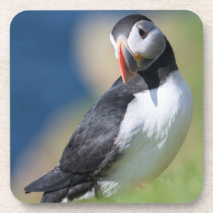 Atlantic Puffin (Fratercula Arctica) On Cliff 2 Coaster