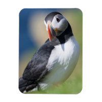 Atlantic Puffin (Fratercula Arctica) On Cliff 2