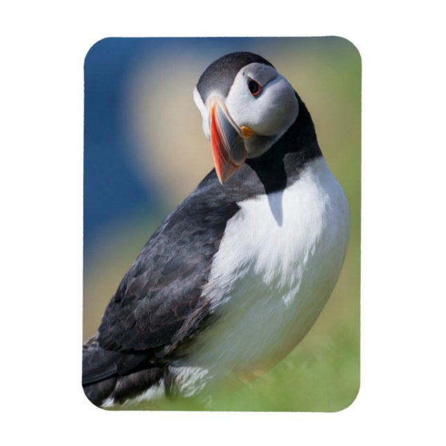 Atlantic Puffin (Fratercula Arctica) On Cliff 2 Magnet (Vertical)