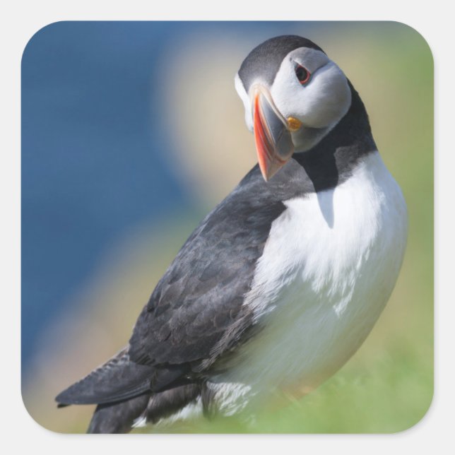 Atlantic Puffin (Fratercula Arctica) On Cliff 2 Square Sticker (Front)