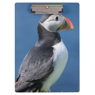 Atlantic Puffin (Fratercula Arctica) On Cliff Clipboard