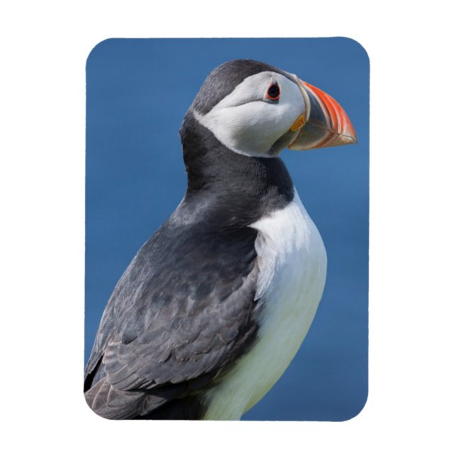 Atlantic Puffin (Fratercula Arctica) On Cliff Magnet (Vertical)
