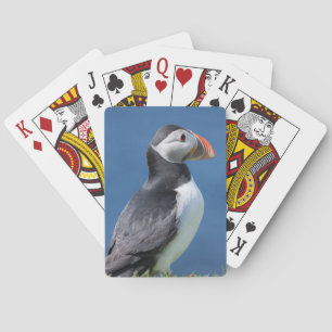 Atlantic Puffin (Fratercula Arctica) On Cliff Playing Cards