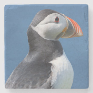 Atlantic Puffin (Fratercula Arctica) On Cliff Stone Coaster