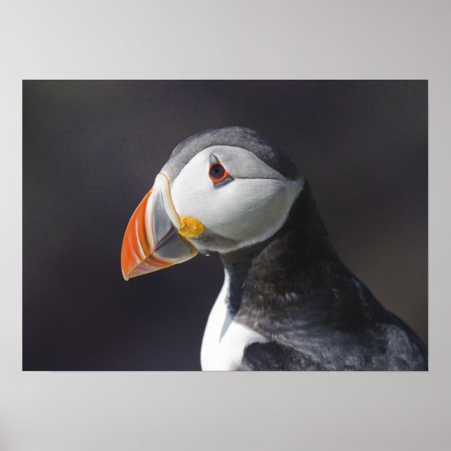 Atlantic Puffin Fratercula Poster (Front)