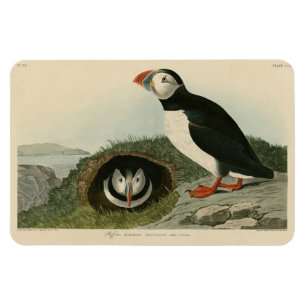 Atlantic Puffin from Audubon's Birds of America Magnet