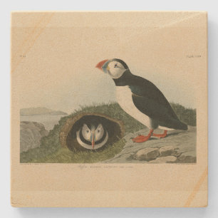 Atlantic Puffin from Audubon's Birds of America Stone Coaster