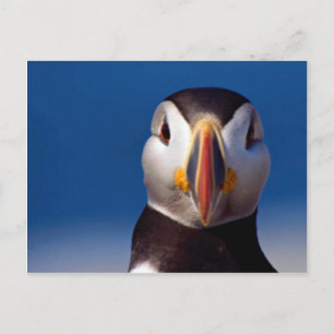 Atlantic puffin from Machia Island, Maine, U.S.A. Postcard