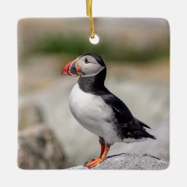Atlantic Puffin in Machias, Maine Ceramic Ornament (Front)