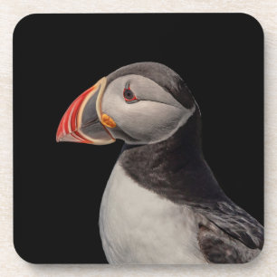 Atlantic Puffin in Machias, Maine Coaster