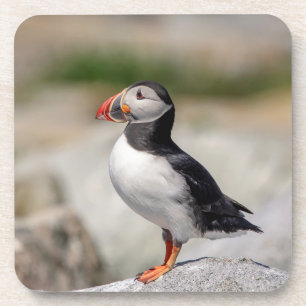 Atlantic Puffin in Machias, Maine Coaster