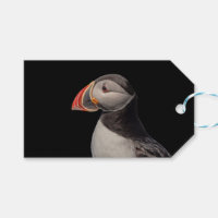 Atlantic Puffin in Machias, Maine