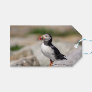 Atlantic Puffin in Machias, Maine Gift Tags