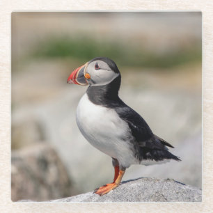 Atlantic Puffin in Machias, Maine Glass Coaster