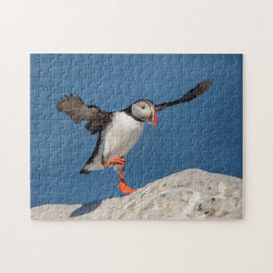 Atlantic Puffin in Machias, Maine Jigsaw Puzzle