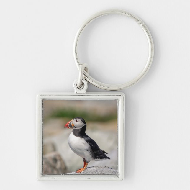 Atlantic Puffin in Machias, Maine Key Ring (Front)