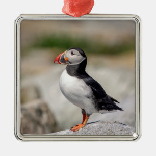 Atlantic Puffin in Machias, Maine Metal Ornament