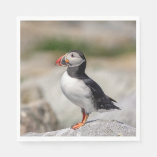 Atlantic Puffin in Machias, Maine Napkin