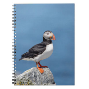Atlantic Puffin in Machias, Maine Notebook
