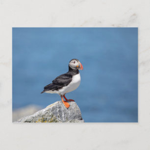 Atlantic Puffin in Machias, Maine Postcard