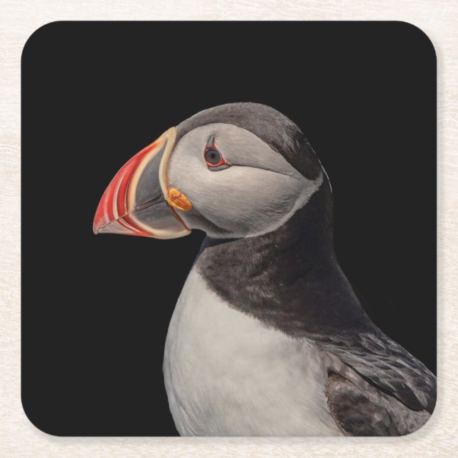 Atlantic Puffin in Machias, Maine Square Paper Coaster (Front)