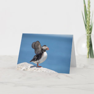 Atlantic Puffin in Machias, ME Card