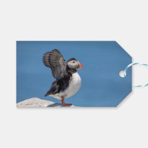 Atlantic Puffin in Machias, ME Gift Tags