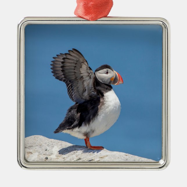 Atlantic Puffin in Machias, ME Metal Ornament (Front)