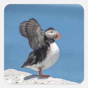 Atlantic Puffin in Machias, ME Square Sticker