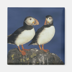Atlantic Puffin Magnet