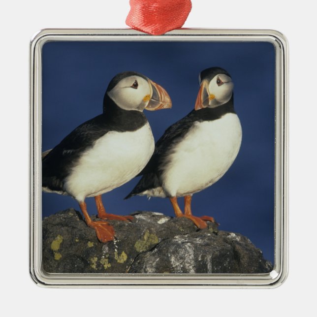 Atlantic Puffin Metal Tree Decoration (Front)