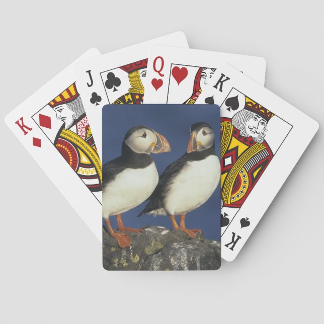 Atlantic Puffin Playing Cards (Back)