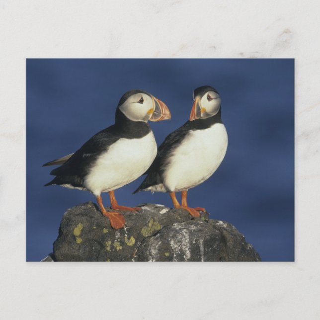 Atlantic Puffin Postcard (Front)